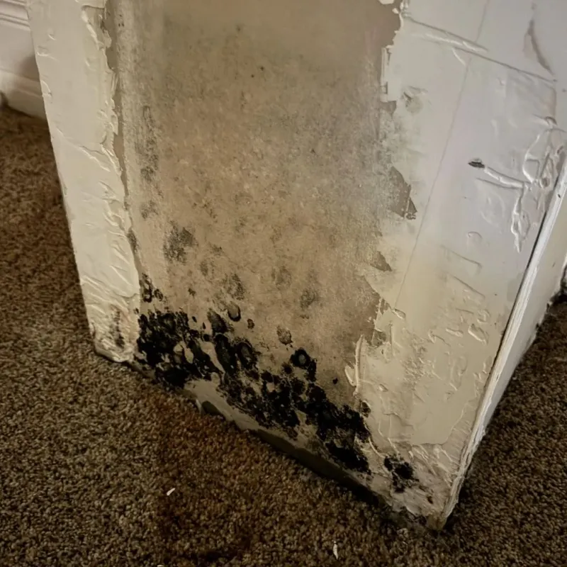 Professional Mold Removal in Wilson, PA